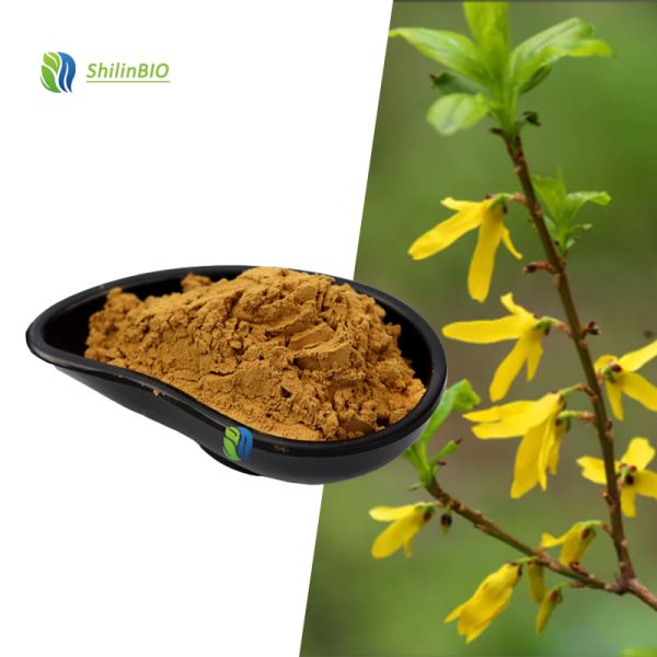 SLBIO High Quality Food Grade 10:1 20:1 Gymnema Sylvestre Leaf Extract Powder