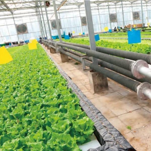 US Currency Controlled Humidity Film Greenhouse for Soilless Vegetable Production