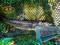 Máquina de nylon sem nós da rede de pesca do monofilamento do Multifilament