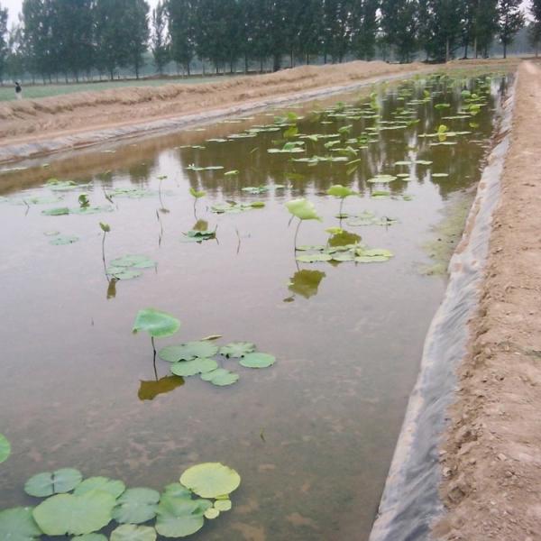 Durable HDPE Geomembrane for Landfill Sewage Treatment Plants ASTM GRI-GM13 Standard