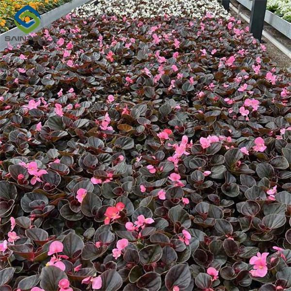 Uv Protection Transparent Flower Garden Greenhouse Easy To Assemble