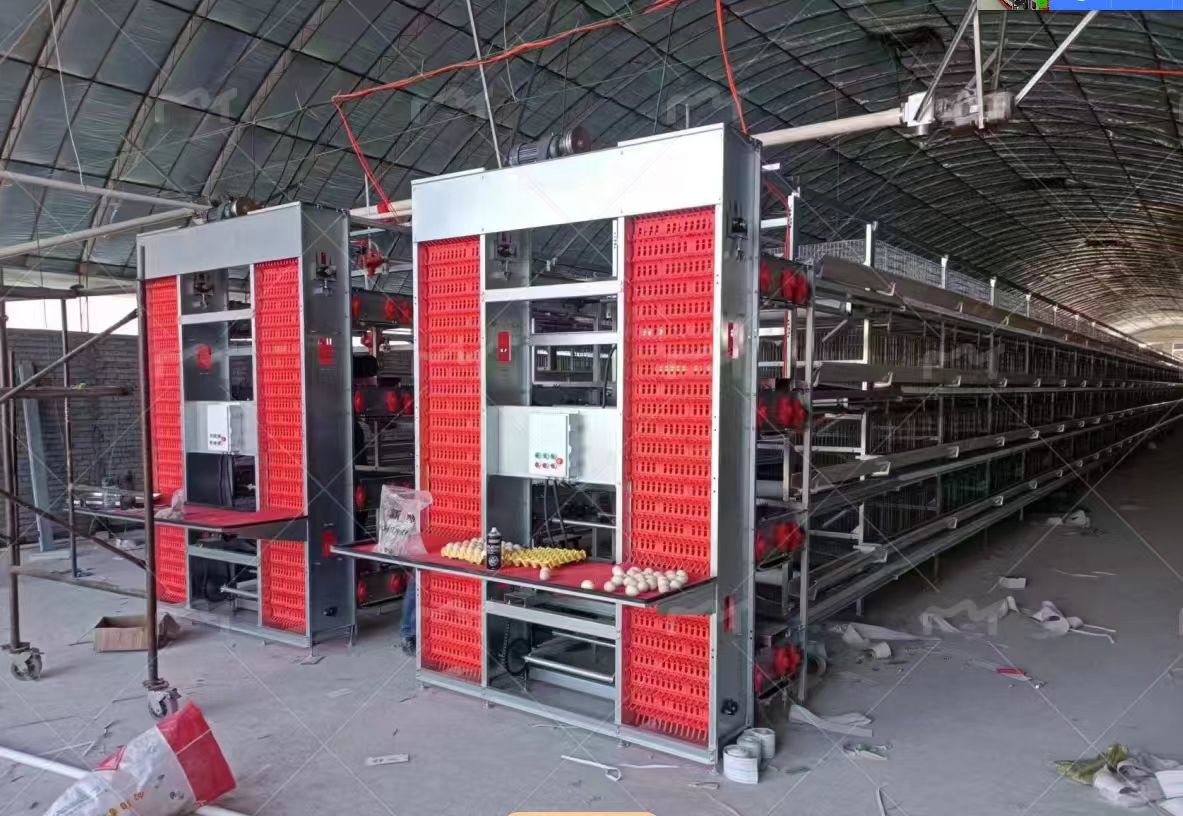 Hot-dip galvanized steel poultry chicken cage with automatic feeding system for 8 hens per cell