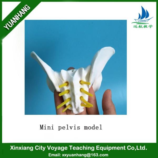Plastic Mini 13x9x9cm Female Pelvis Model For Medical Teaching