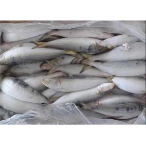 BQF que congela las sardinas congeladas frescas a granel 75g para el cebo