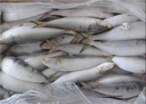 BQF Freezing Bulk 75g Fresh Frozen Sardines For Bait