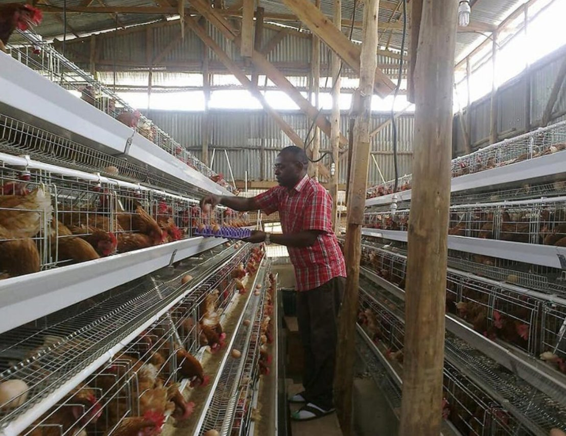Husbandry Machinery Equipment Layer Chicken Cage Egg Chicken Cage for Poultry Farming