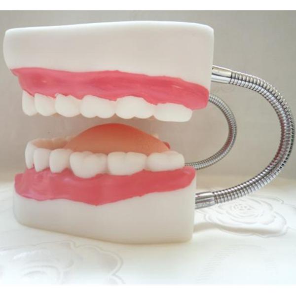 Человеческая анатомическая 6 раз модель зубоврачебной заботы 32 зубов