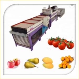 Avocado Orange Fruit Washing Waxing Drying And Grading Sorting Machine