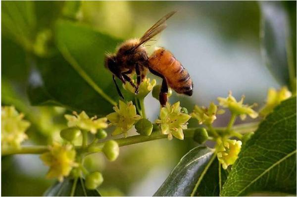 100% Pure Natural Sidr Honey Light Amber 35kg Bucket