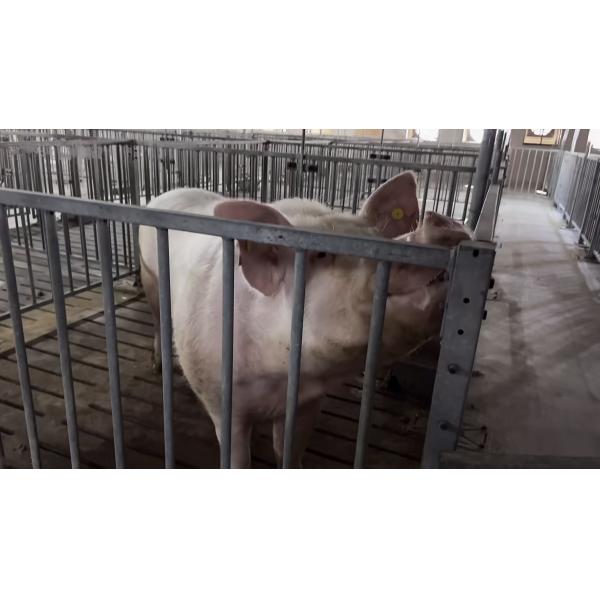 Individual Cage Livestock Farm Equipment Hot Dip Galvanized Steel Boar Pen