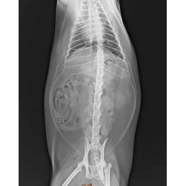 明確なKonida X光線の乾燥したフィルム、富士の医学の診断イメージ投射
