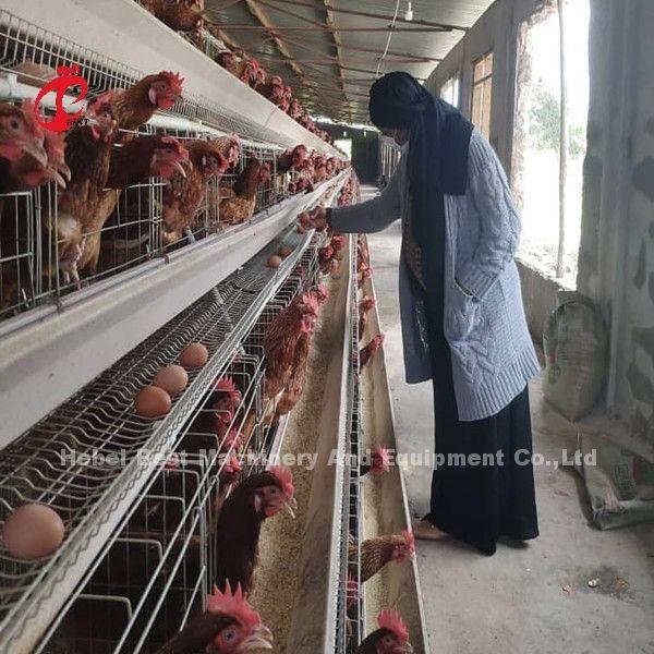 6 Tiers Chicken Cage  Broiler Poultry Equipment for Optimal Space Utilization and Automation Doris