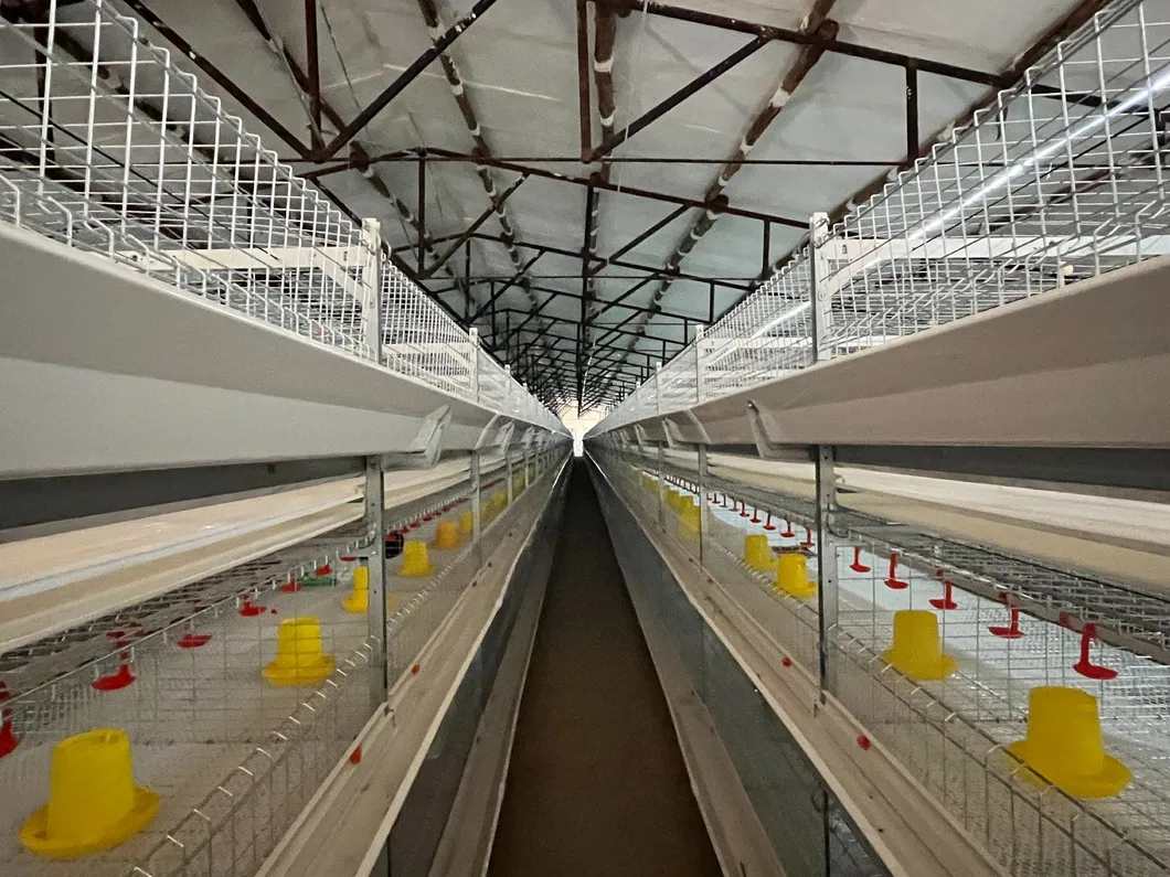 Poultry Farming Feeding System Plastic Precise Control Broiler Pan Feeding System