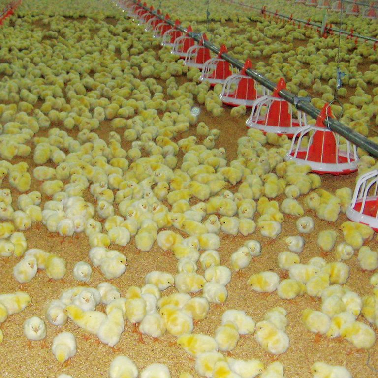 Hygienic Design Automatic Chicken Feeder System Anti Waste For Broiler Farms