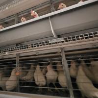 Système de alimentation automatique de cage de batterie de la volaille 1.5m3 pour les poulets à rôtir YXB4H120
