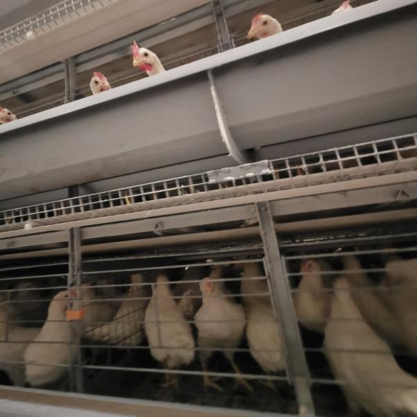 Auto sistema de alimentação da gaiola de bateria das aves domésticas 1.5m3 para as grelhas YXB4H120