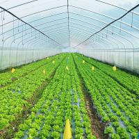 Single Layer Warm Plastic Film Greenhouse Malaysia Tomato Flower Greenhouse For Farming