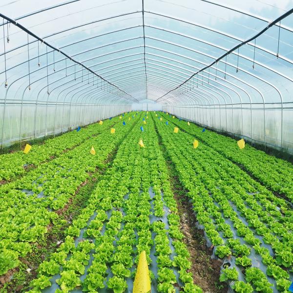 Single Layer Warm Plastic Film Greenhouse Malaysia Tomato Flower Greenhouse For Farming