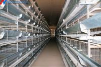 4 niveaux de poulets de batterie des cages personnalisées automatiques de la volaille des cages pour la ferme du Pakistan