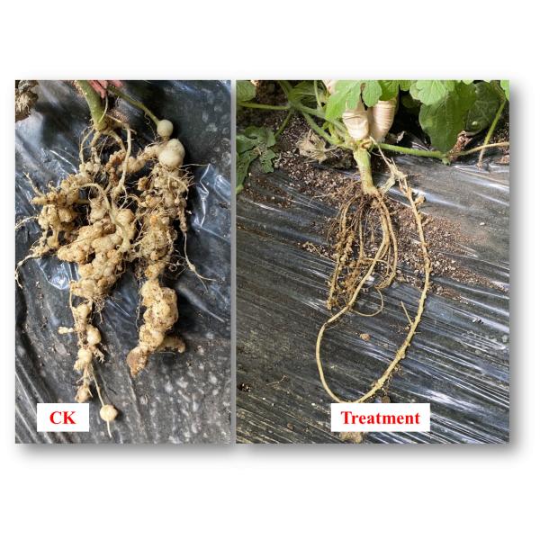 Nematode Disease Prevention And Control Producing Nematode Control