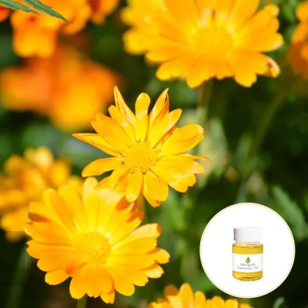 100% Pure Natural Organic Calendula Essential Oil Marigold Oil