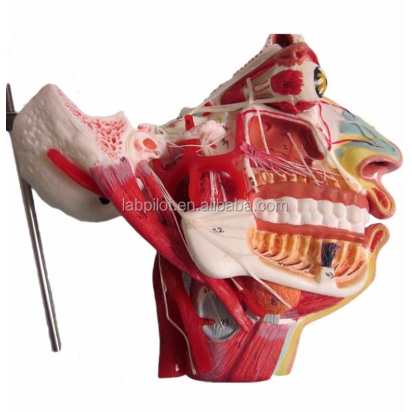 Human Life Size Head and Face Anatomy Model for Patients Care Demonstration