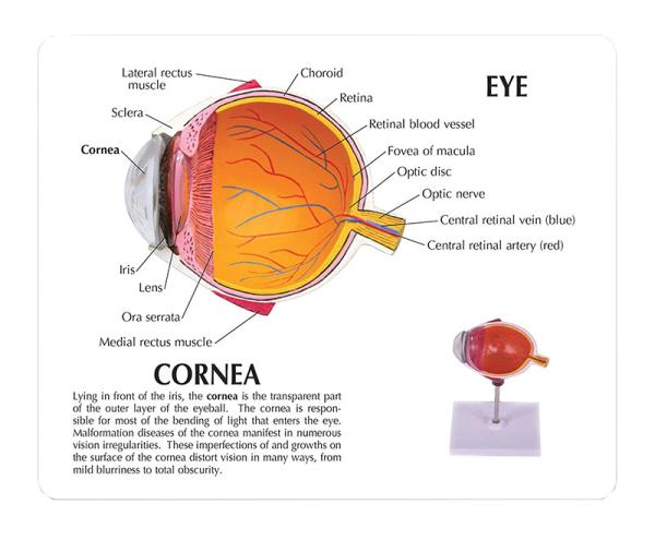 PVC Human Pathology Eye Anatomy Model For Medical Teaching And Training