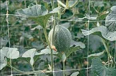 Hdpe Anti UV Climbing Plant Support Netting For Vegetable Crop , Green