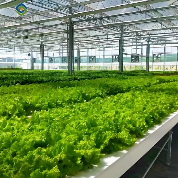 Lettuce Vegetable Growing Smart Greenhouse Farming Greenhouse With Steel Frame
