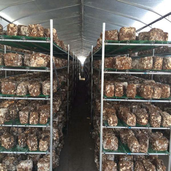 Гальванизированная пленка для покрытия скелета для сельскохозяйственных продуктов в Шоугуан легко устанавливается