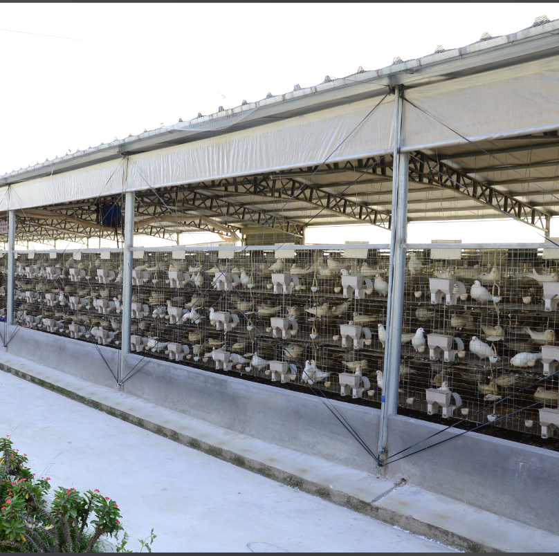 Multi Tier Stacking Pigeon Farming Equipment Automatic Feeding Nest System