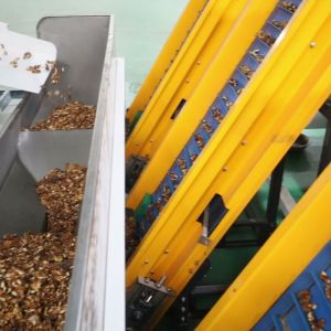 This Compact Walnut Kernel Separating Equipment Offers Small Footprint Design With Easy Quick Installation Process 8 lane