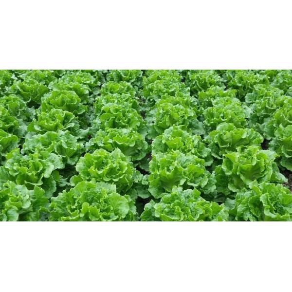 Soy Bean Source Amino Acid Organic Fertilizer 40% Brown Powder For Organic Agriculture