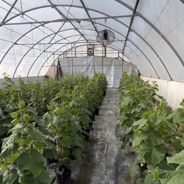 Large Affordable Hydroponic Tunnel Greenhouse Solution Package Gross Weight 20.000kg