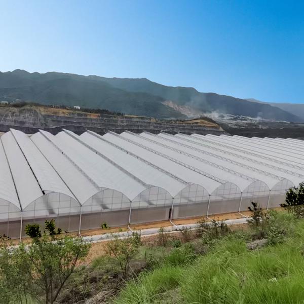 Multi Span Agricultural / Commercial Hydrophonic Greenhouse Easily Installed
