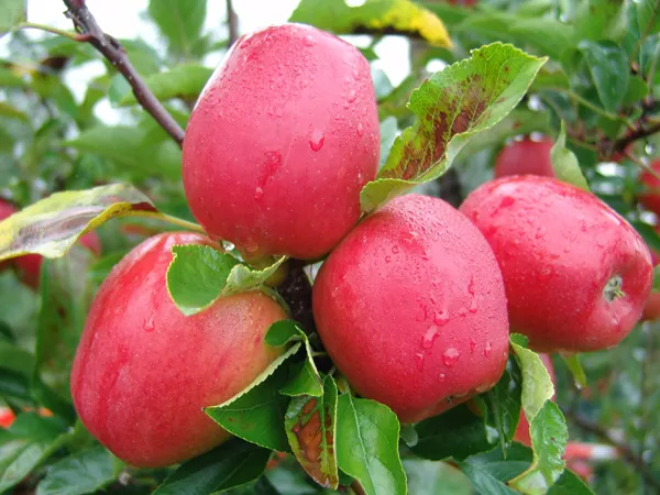 Agricultural Amino Acid Chelate Calcium Magnesium Zinc Boron Organic Fertilizer