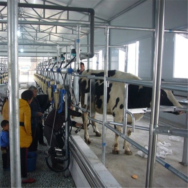 Automatic Milking Parlor System with ACR Automatic Cluster Remover and Waikato Milk Meter in Herringbone Structure