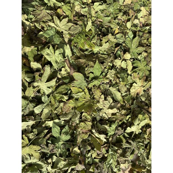 Chinaherbs Organic Raspberry Leaf Tea Traditional Herbal Bagged Supports Healthy Pregnancy Menstrual Womb Hormonal Balance Tea
