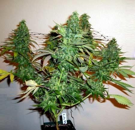 Greenhouse 3500K 2.5 µMol/J 400 Watt LED Grow Lights