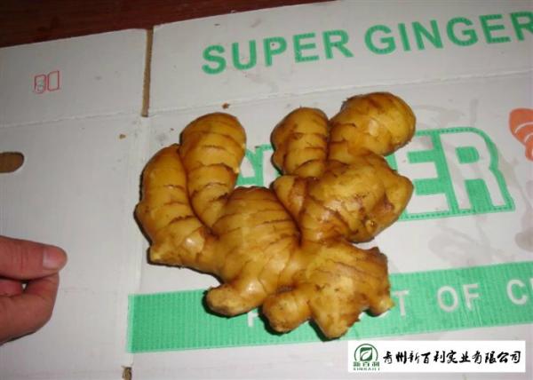 Healthy Fresh Raw Ginger No Pesticide Residues Used For Juicing / Flavor