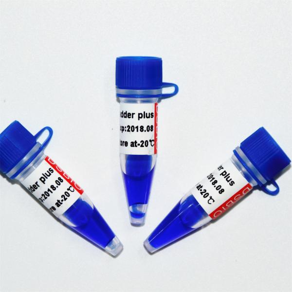 escada 100bp mais o marcador M1071 do ADN (50μg) /M1072 (50μg×5)