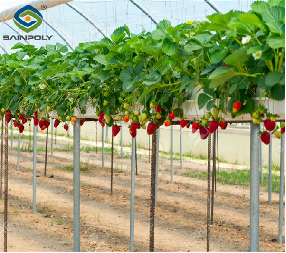 Efficient Strawberry Plant Greenhouse Easy To Install High Performance