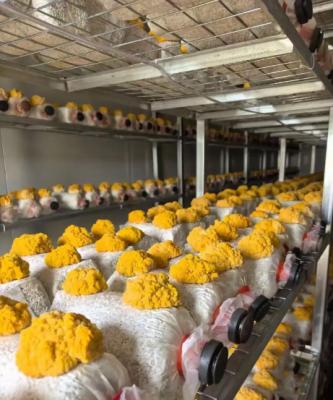 Intelligent Mushroom Container Farm with 5000 Bag Capacity