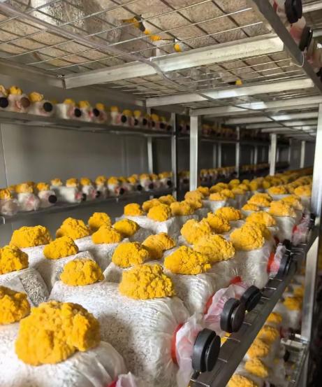 Intelligent Mushroom Container Farm with 5000 Bag Capacity