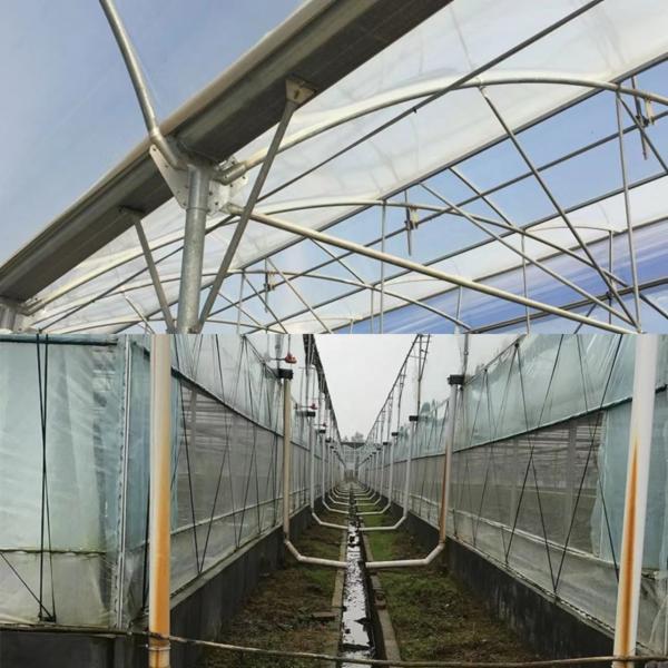 Customized Length Multi-Span Film Greenhouse for and Durability in Large-Scale Farming