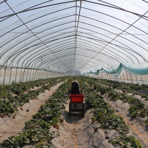 Estufa do filme plástico do túnel da agricultura única para a morango que planta o crescimento