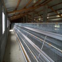 Gaiola para Galinhas em Camada Tipo A Completamente Automática Galvanizd Quente
