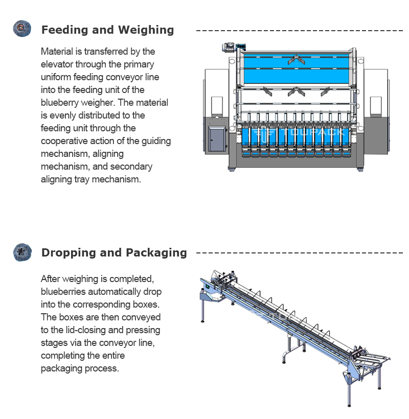 Fruit Tray Sealing Packaging Line | With Automatic Tray Denester & Fruit Linear Weigher