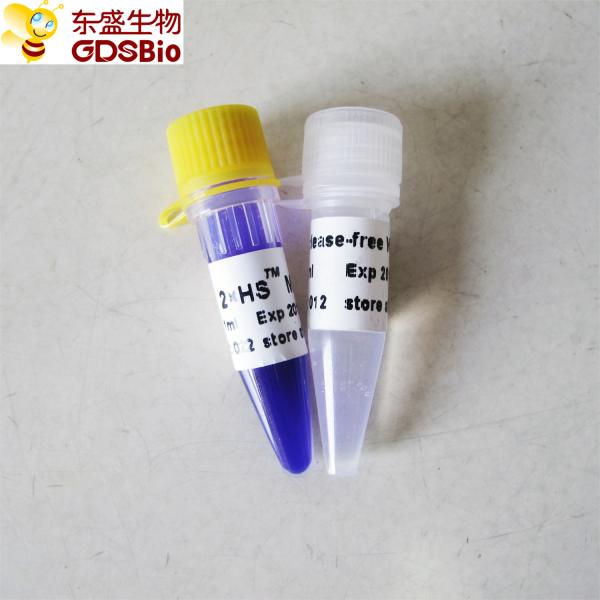 HS QPCR Mastermix P2081 1ml High Reproducibility