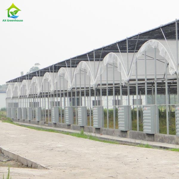 Commercial Industrial Plastic Film Agricultural Multi-span Poly Tunnel Greenhouse